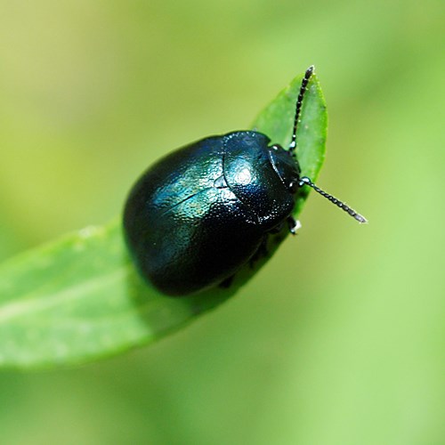 Chrysolina varians [L.]on RikenMon's Nature.Guide
