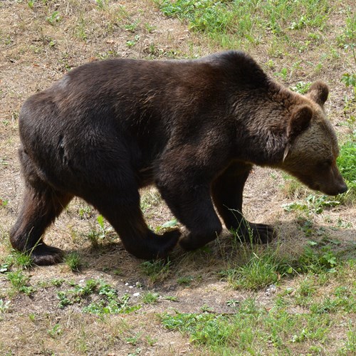 Urso-pardoEm Nature.Guide de RikenMon