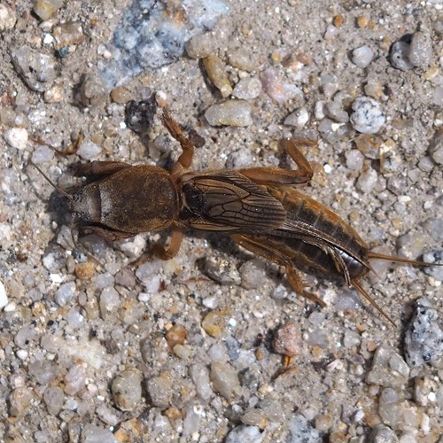 Mole cricketon RikenMon's Nature.Guide