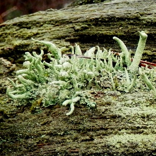 Cladonia coniocraea [L.]En la Guía-Naturaleza de RikenMon