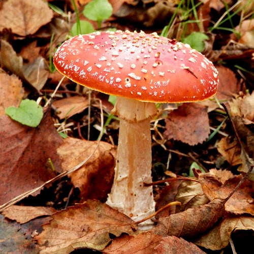 Fly agaricon RikenMon's Nature.Guide