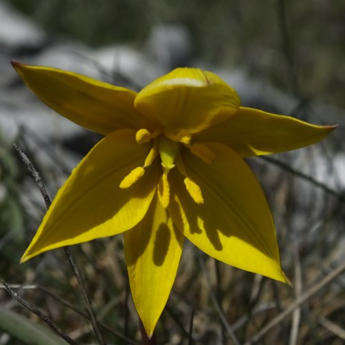 Tulipa sylvestris [L.]su guida naturalistica di RikenMon
