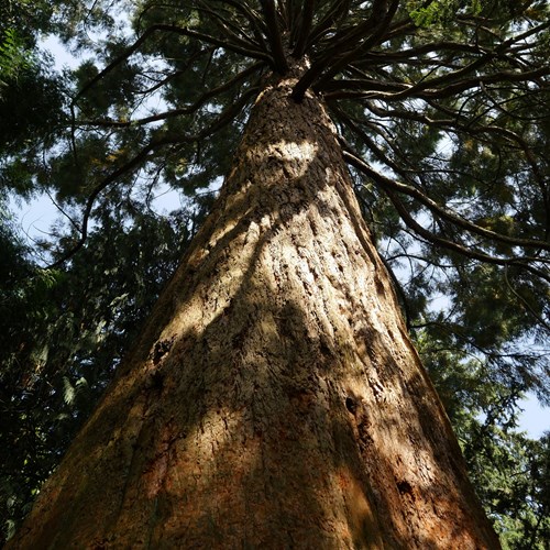 Sequoia gigantesu guida naturalistica di RikenMon