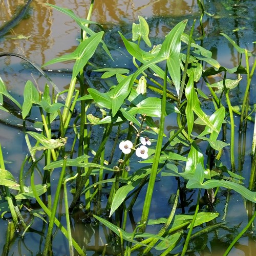 Sagittaria sagittifolia [L.]Em Nature.Guide de RikenMon