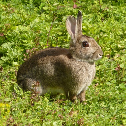 Coniglio selvatico europeosu guida naturalistica di RikenMon