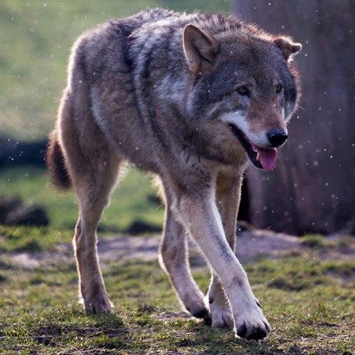 Loup grisSur le Nature.Guide de RikenMon
