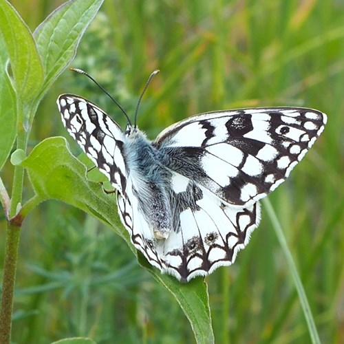 Marbled whiteon RikenMon's Nature.Guide