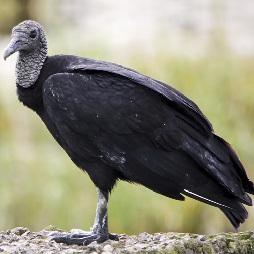 Black vultureon RikenMon's Nature.Guide