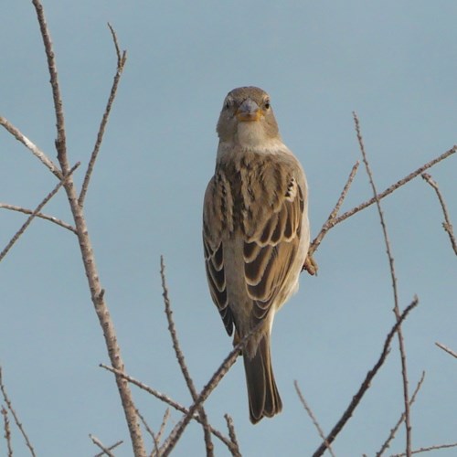 House sparrowon RikenMon's Nature.Guide