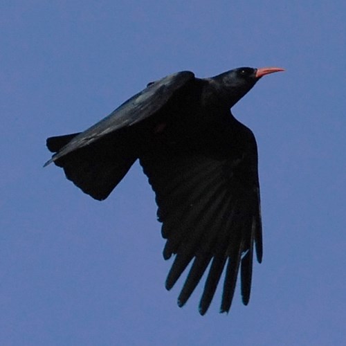 Red-billed choughon RikenMon's Nature.Guide