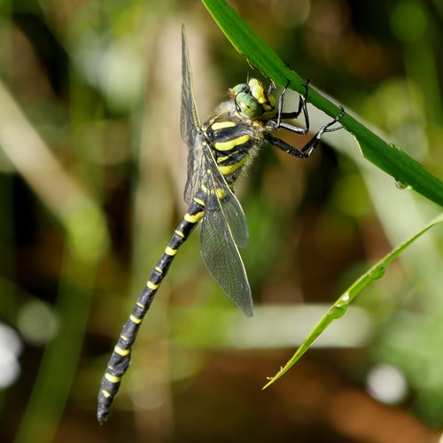 Golden-ringed dragonflyon RikenMon's Nature.Guide