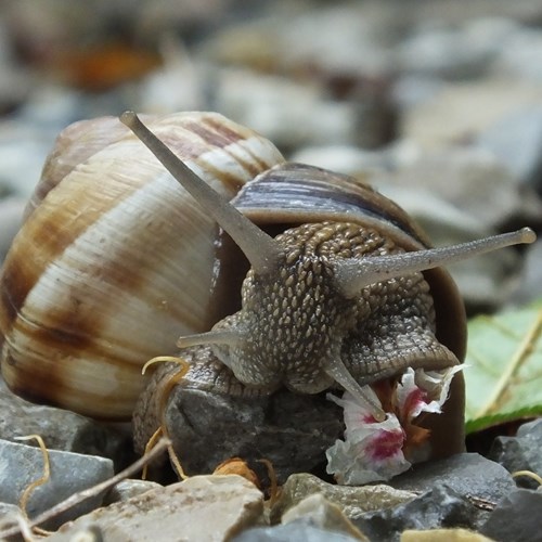 Burgundy snailon RikenMon's Nature.Guide