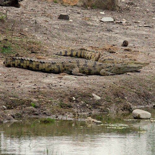 Croccodrillo del Nilo su guida naturalistica di RikenMon