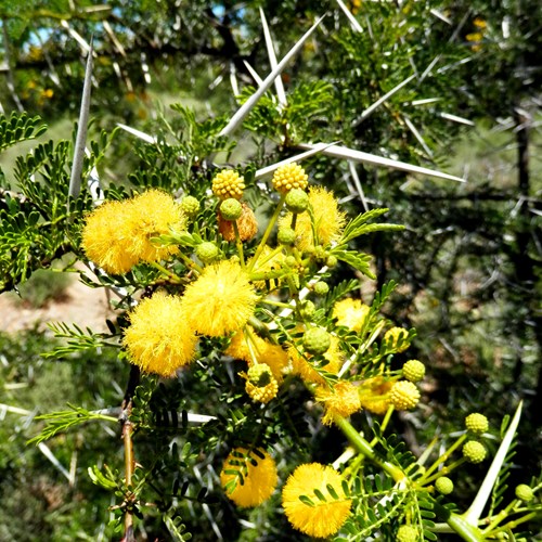 Acacia karroo [L.]Auf RikenMons Nature.Guide
