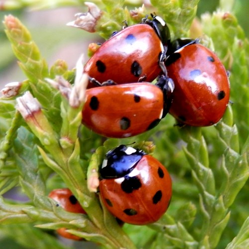 Seven-spot ladybirdon RikenMon's Nature.Guide