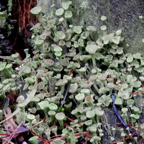 Cladonia fimbriata [L.]Sur le Nature.Guide de RikenMon