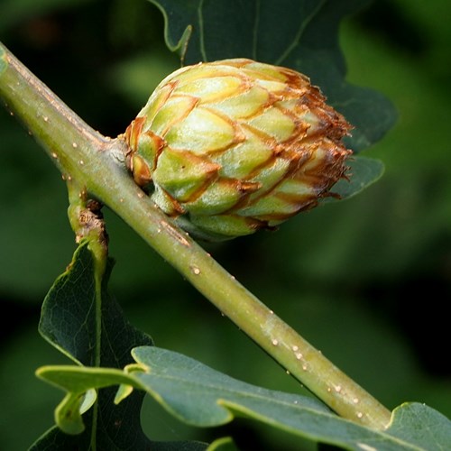 Oak artichoke gallon RikenMon's Nature.Guide