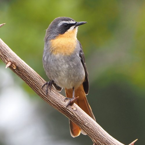 Cape robin-chaton RikenMon's Nature.Guide