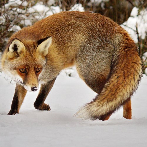 Red foxon RikenMon's Nature.Guide