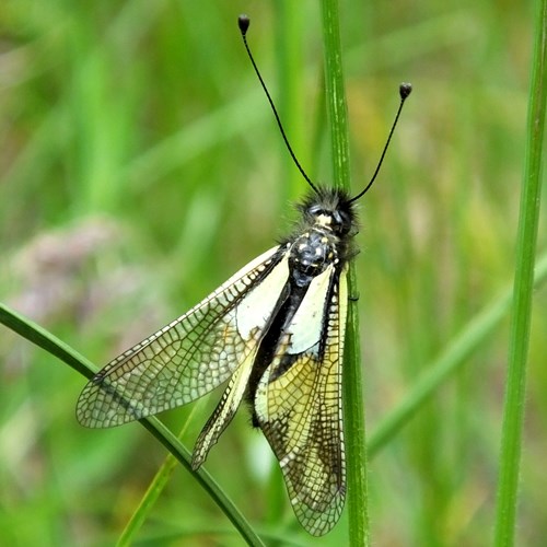 Libellen-SchmetterlingshaftAuf RikenMons Nature.Guide