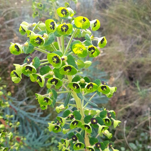 Euphorbia characias [L.]su guida naturalistica di RikenMon