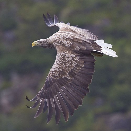 White-tailed eagleon RikenMon's Nature.Guide