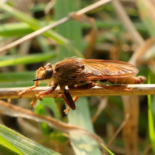Hornet robberflyon RikenMon's Nature.Guide