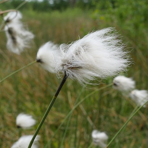 Hare's-tail cottongrason RikenMon's Nature.Guide