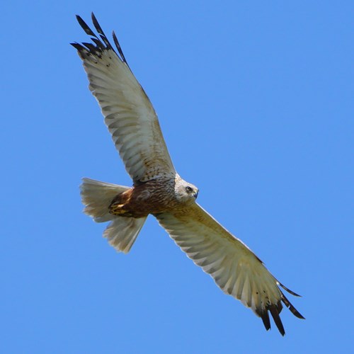 Falco di paludesu guida naturalistica di RikenMon