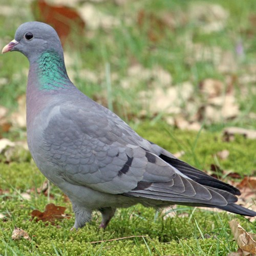 Pigeon colombinSur le Nature.Guide de RikenMon