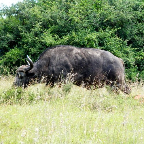 African buffaloon RikenMon's Nature.Guide