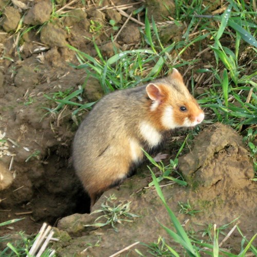 HamsterSur le Nature.Guide de RikenMon