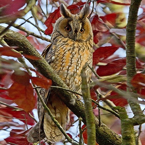 Long-eared owlon RikenMon's Nature.Guide