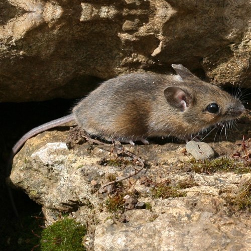 Ratón de campo En la Guía-Naturaleza de RikenMon