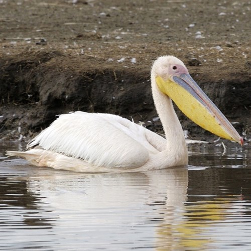 Great white pelicanon RikenMon's Nature.Guide