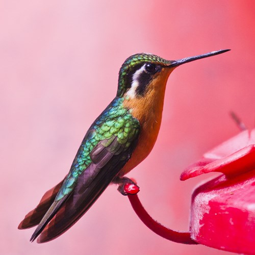 Colibri à gorge pourpréeSur le Nature.Guide de RikenMon