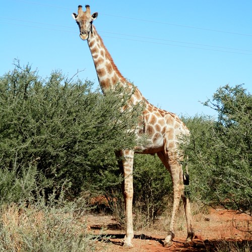 GirafeSur le Nature.Guide de RikenMon