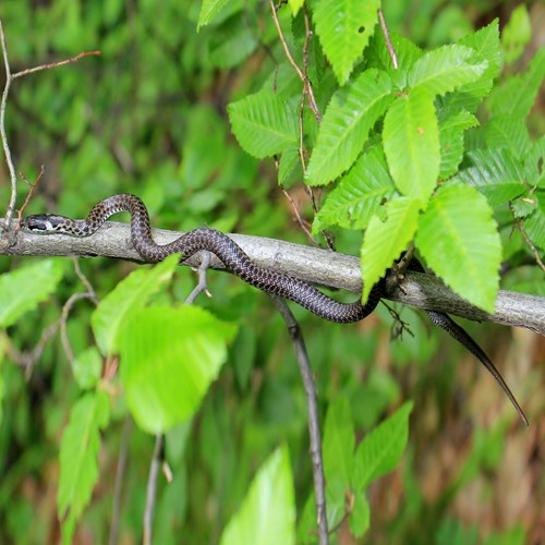 Aesculapian snakeon RikenMon's Nature.Guide