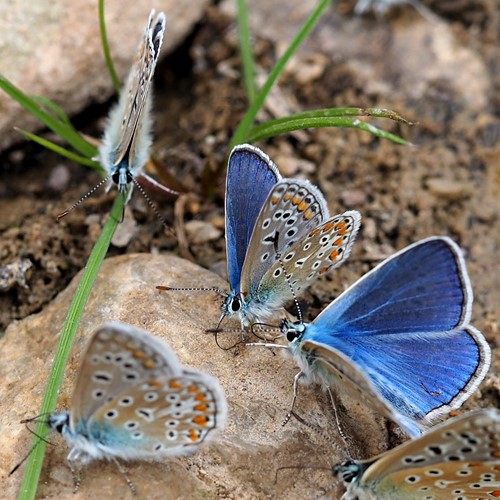 Argo azzurrosu guida naturalistica di RikenMon