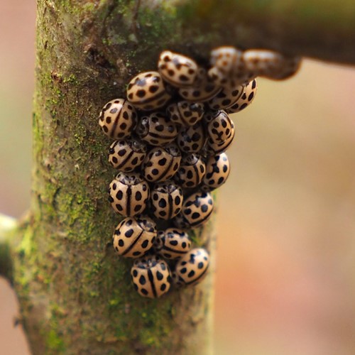 Sixteen-spot ladybirdon RikenMon's Nature.Guide