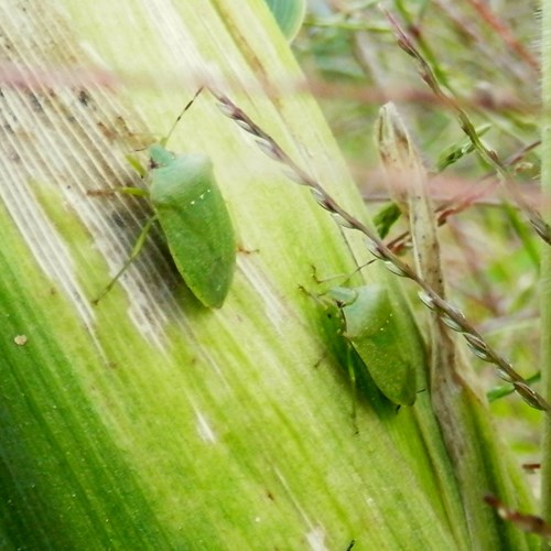 Southern green stink bug on RikenMon's Nature.Guide