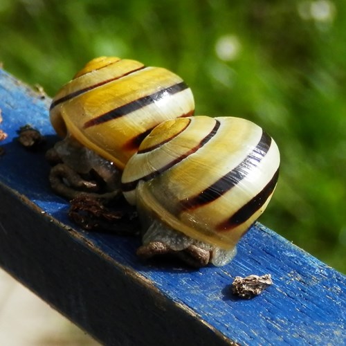 White-lipped snailon RikenMon's Nature.Guide
