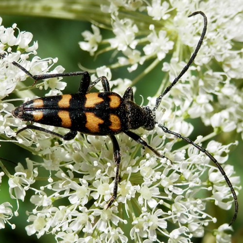Four-banded longhorn beetle on RikenMon's Nature.Guide