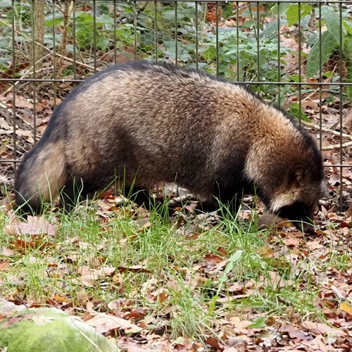 Raccoon dogon RikenMon's Nature.Guide