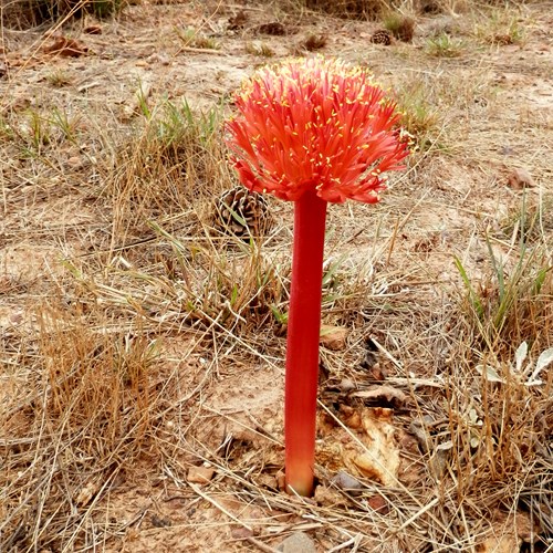 Haemanthus amarylloides [L.]on RikenMon's Nature.Guide