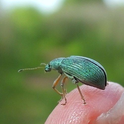Silver green leaf weevilon RikenMon's Nature.Guide