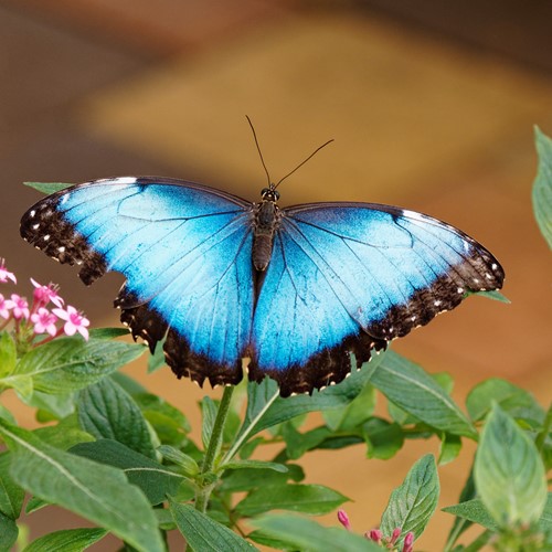 Morfo azul andinaEn la Guía-Naturaleza de RikenMon