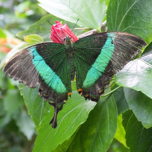Papilio palinurus [L.]Auf RikenMons Nature.Guide