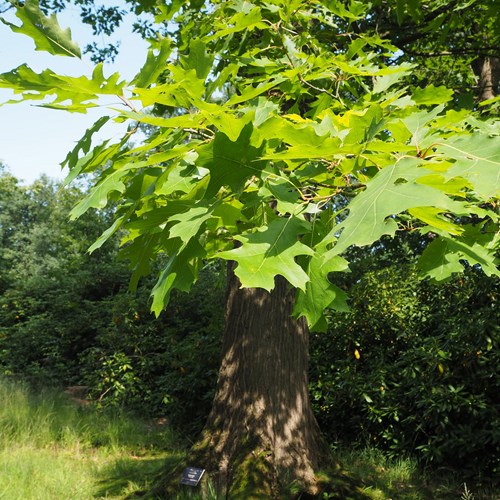 Quercus rubra [L.]Em Nature.Guide de RikenMon
