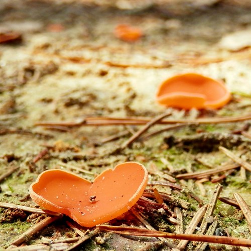 Orangerote BecherlingAuf RikenMons Nature.Guide